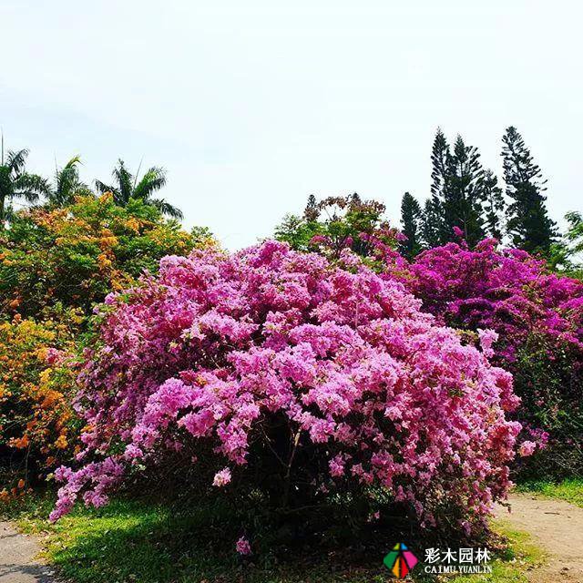 庭院设计中常见的爬藤植物