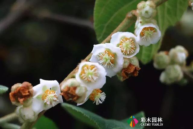 庭院设计中常见的爬藤植物