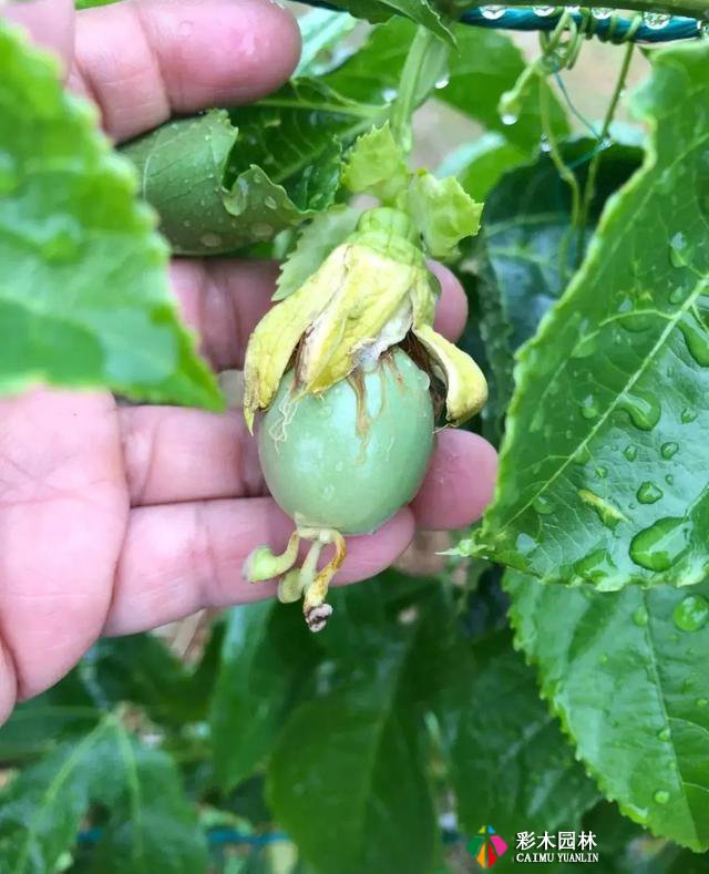 庭院设计中常见的爬藤植物