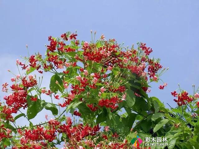 庭院设计中常见的爬藤植物