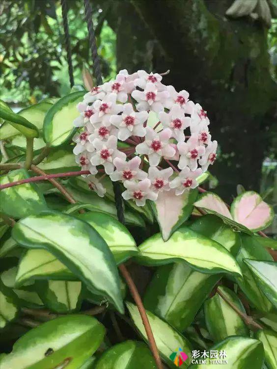 庭院设计中常见的爬藤植物